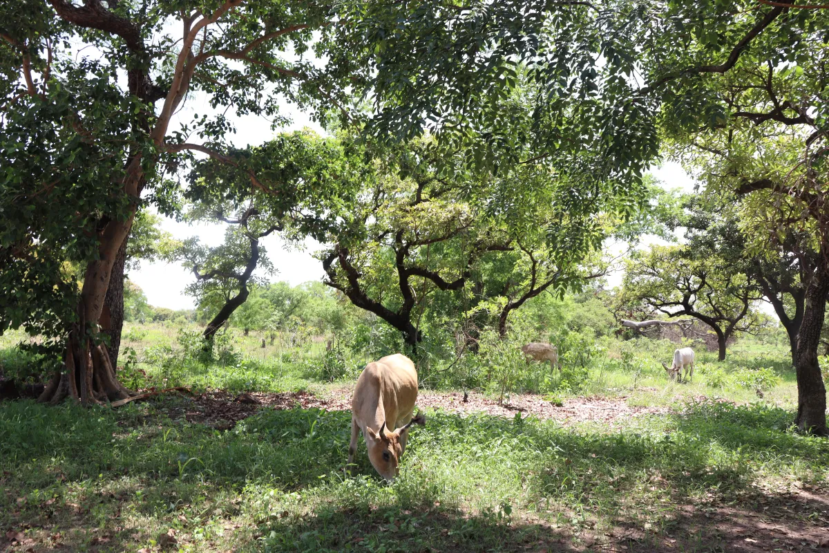Cattle