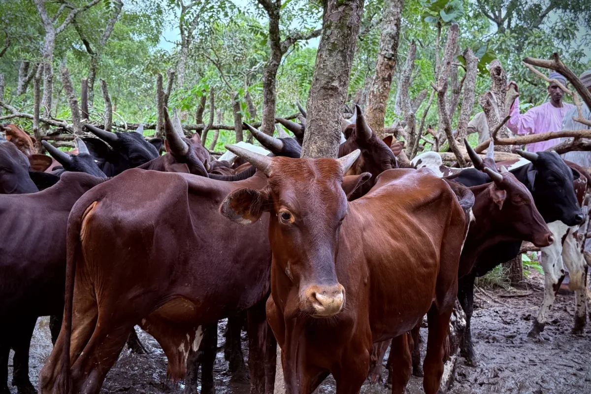  Des bœufs pour renforcer la cohésion sociale à Niem-Yelewa