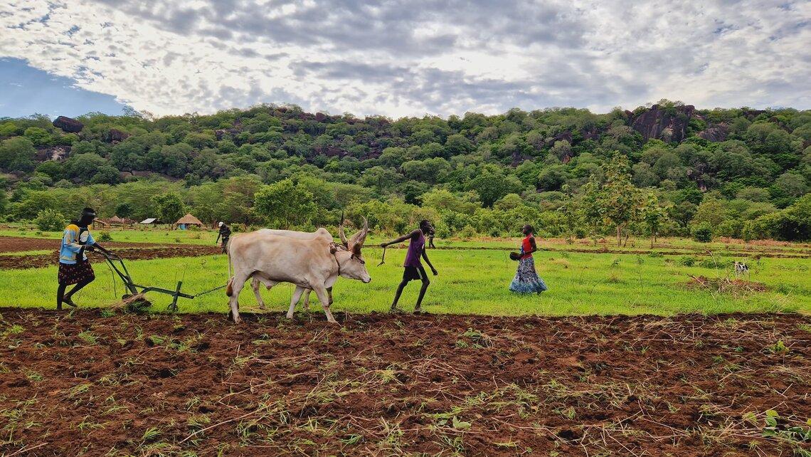 A man plowing a field with an ox. In the background are green hills covered with trees and an overcast sky.